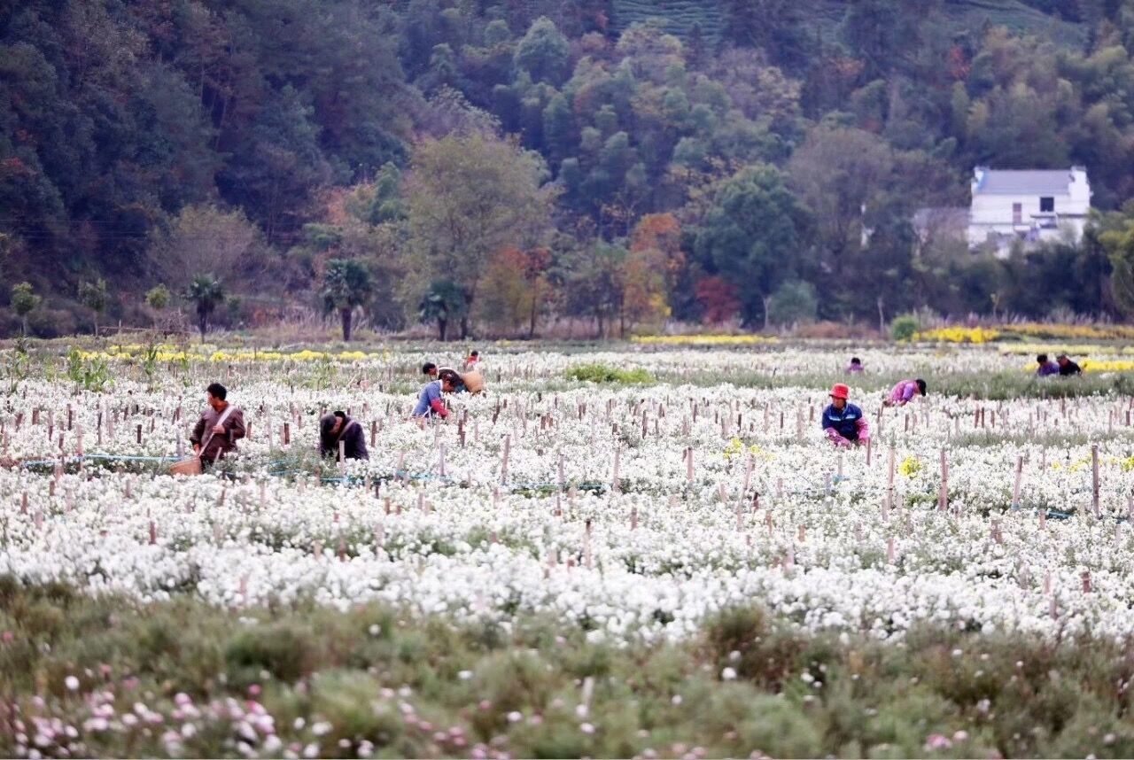 又是一年菊花開