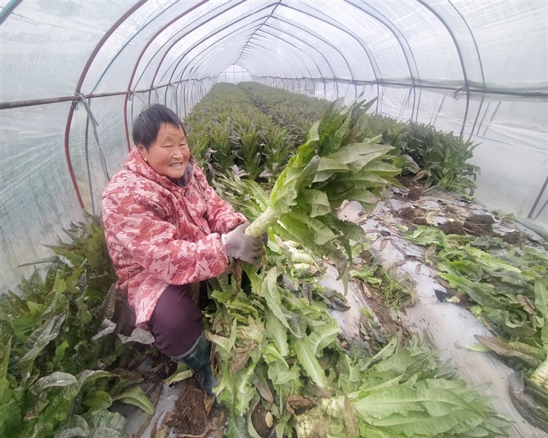 大棚蔬菜喜豐收