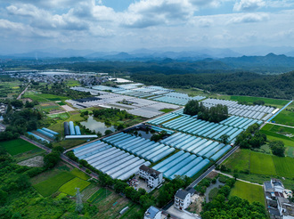 大棚經濟助力鄉村振興
