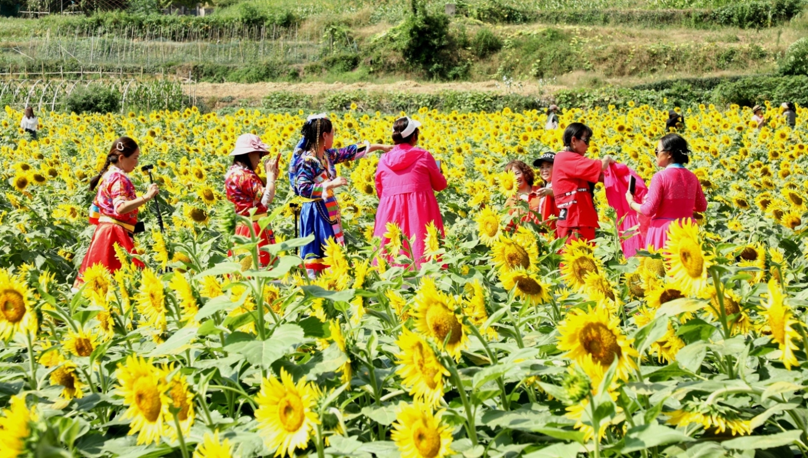 蜀源：向陽(yáng)花開迎客來