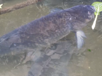 “我們村有條55歲的‘魚王’”