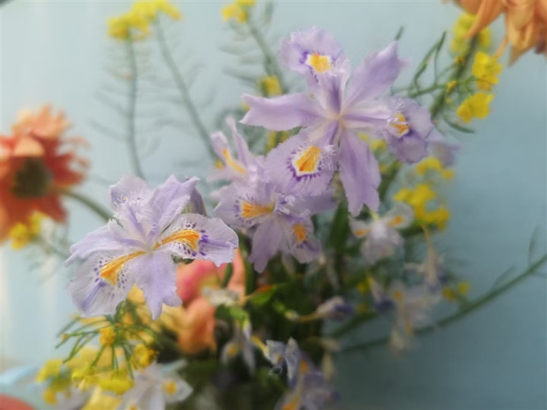 詩意油菜花