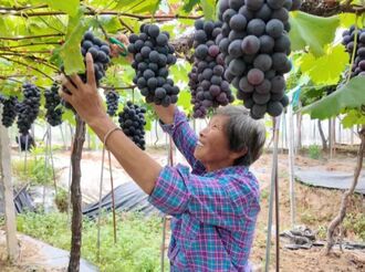葡萄迎來豐收季 “甜蜜產業”富農家