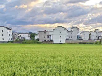 再生稻頭茬開鐮 顆粒歸倉好“豐”景